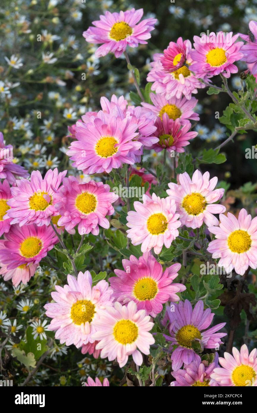 Herbst, Mütter, Chrysantheme 'Gerlinde', Rosa, Chrysantheme, Mutter, Blumen, Oktober, Blüten Stockfoto