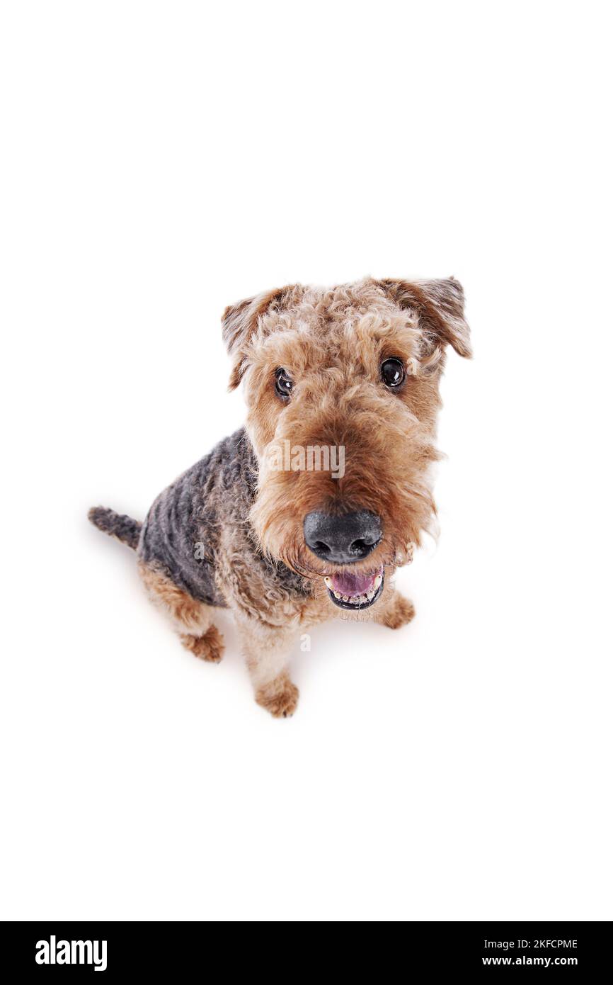 Airedale Terrier vor weißem Hintergrund Stockfoto