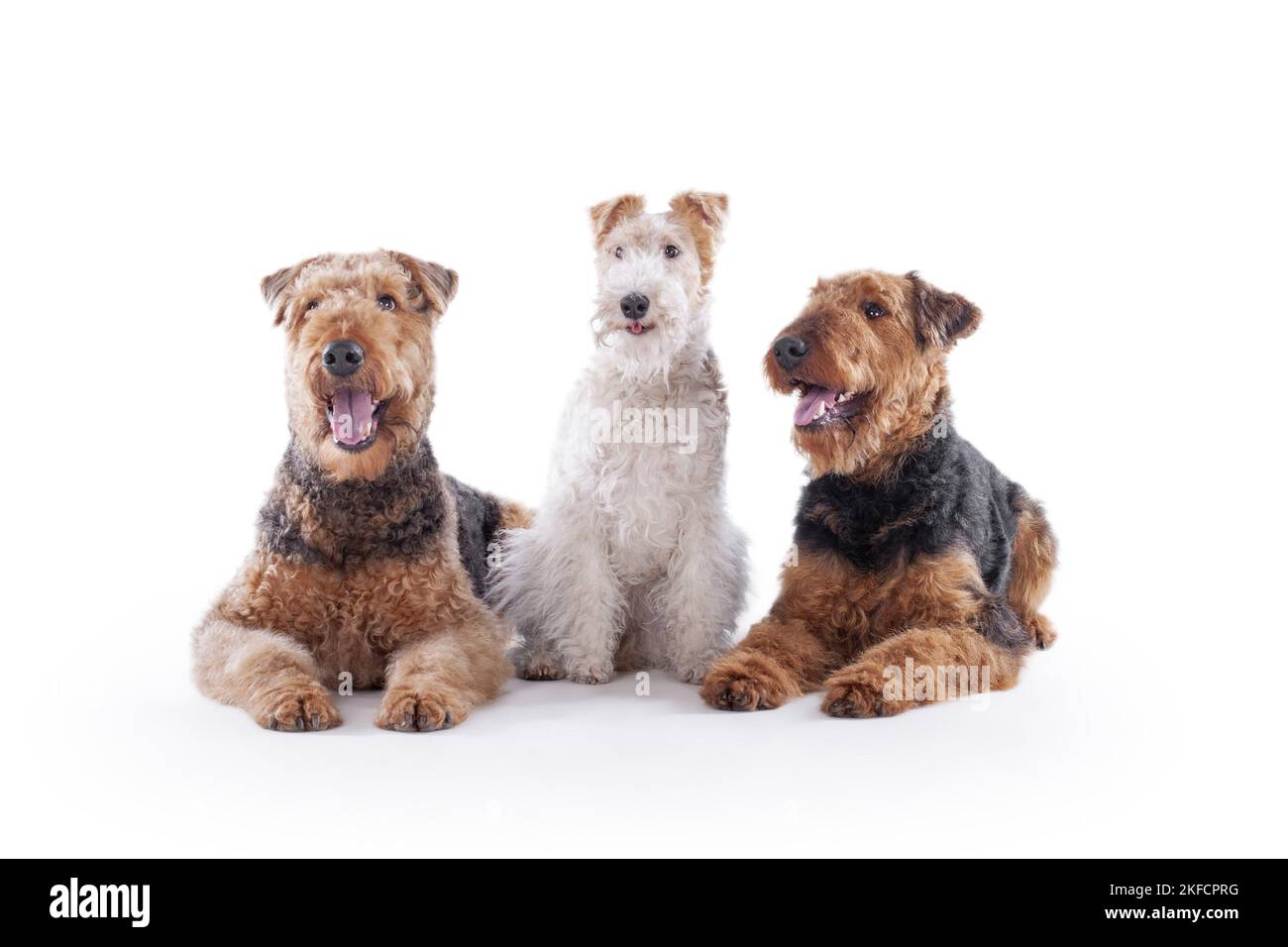 Airedale Terrier und Foxterrier Stockfoto