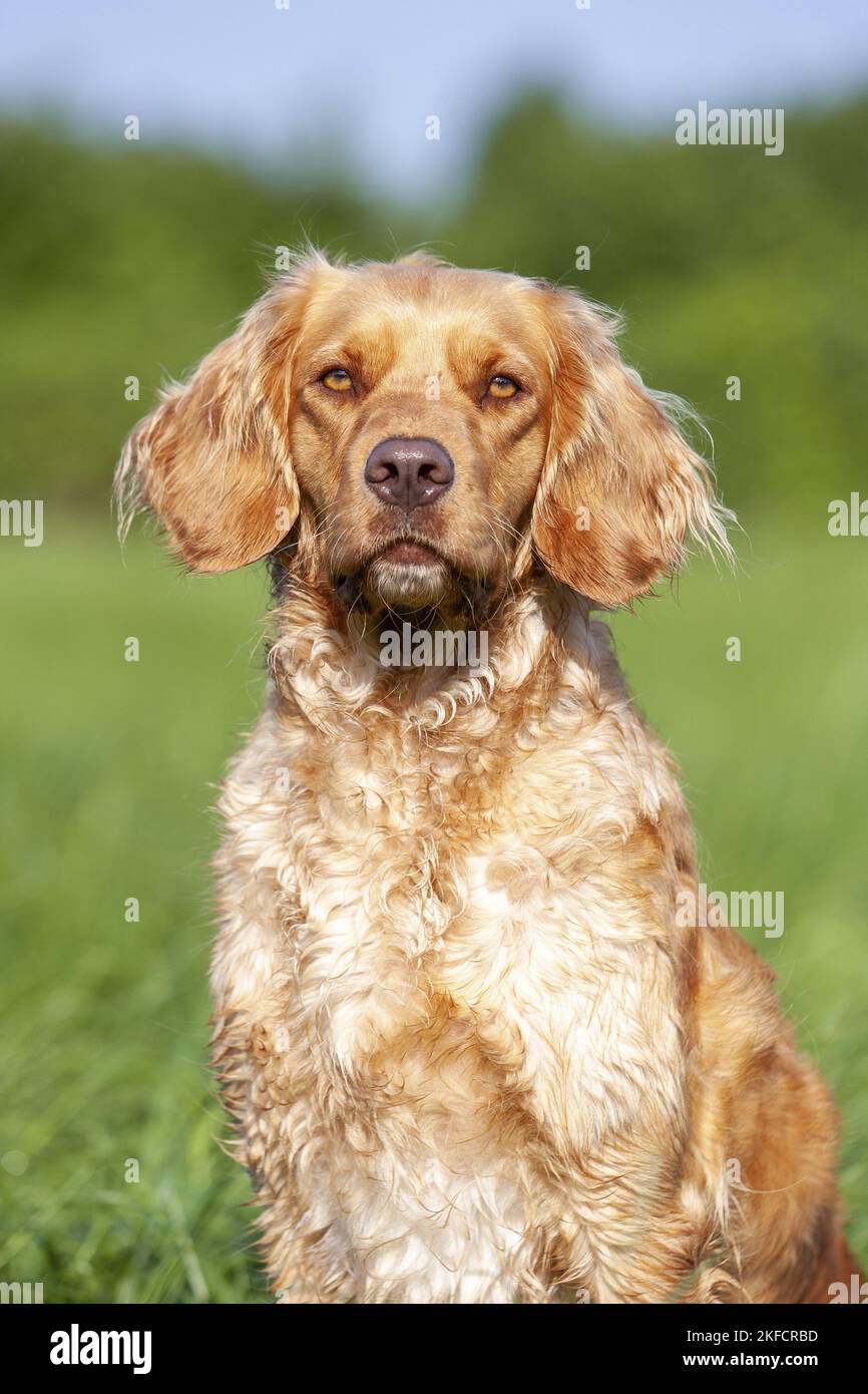 Porträt des deutschen Spaniels Stockfoto