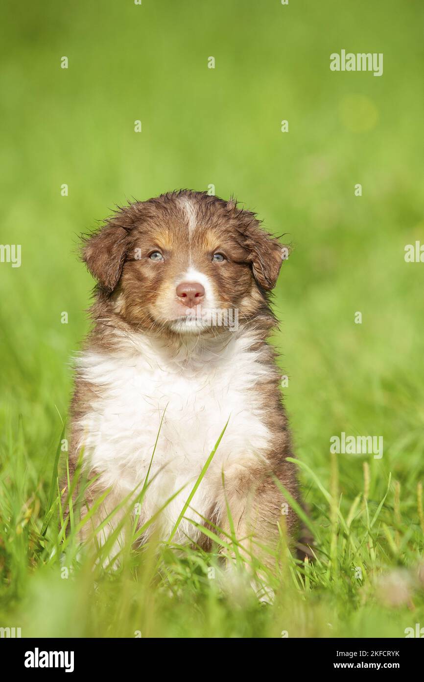 6 Wochen alter australischer Schäferhund Stockfoto