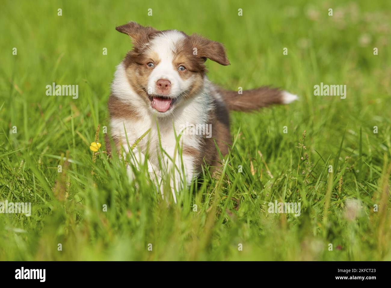 6 Wochen alter australischer Schäferhund Stockfoto