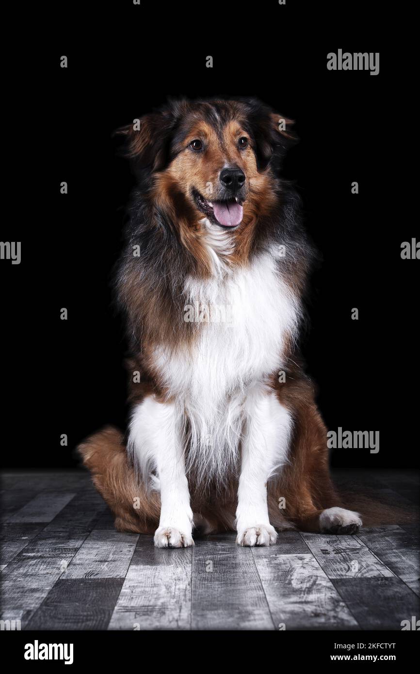 Sitzender Australier-Schäferhund-Mongrel Stockfoto