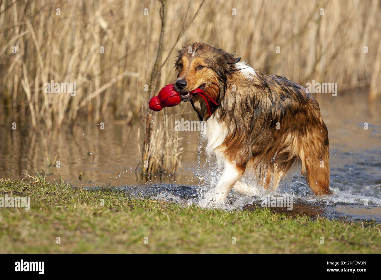 Australian-Shepherd-Mongrel Stockfoto