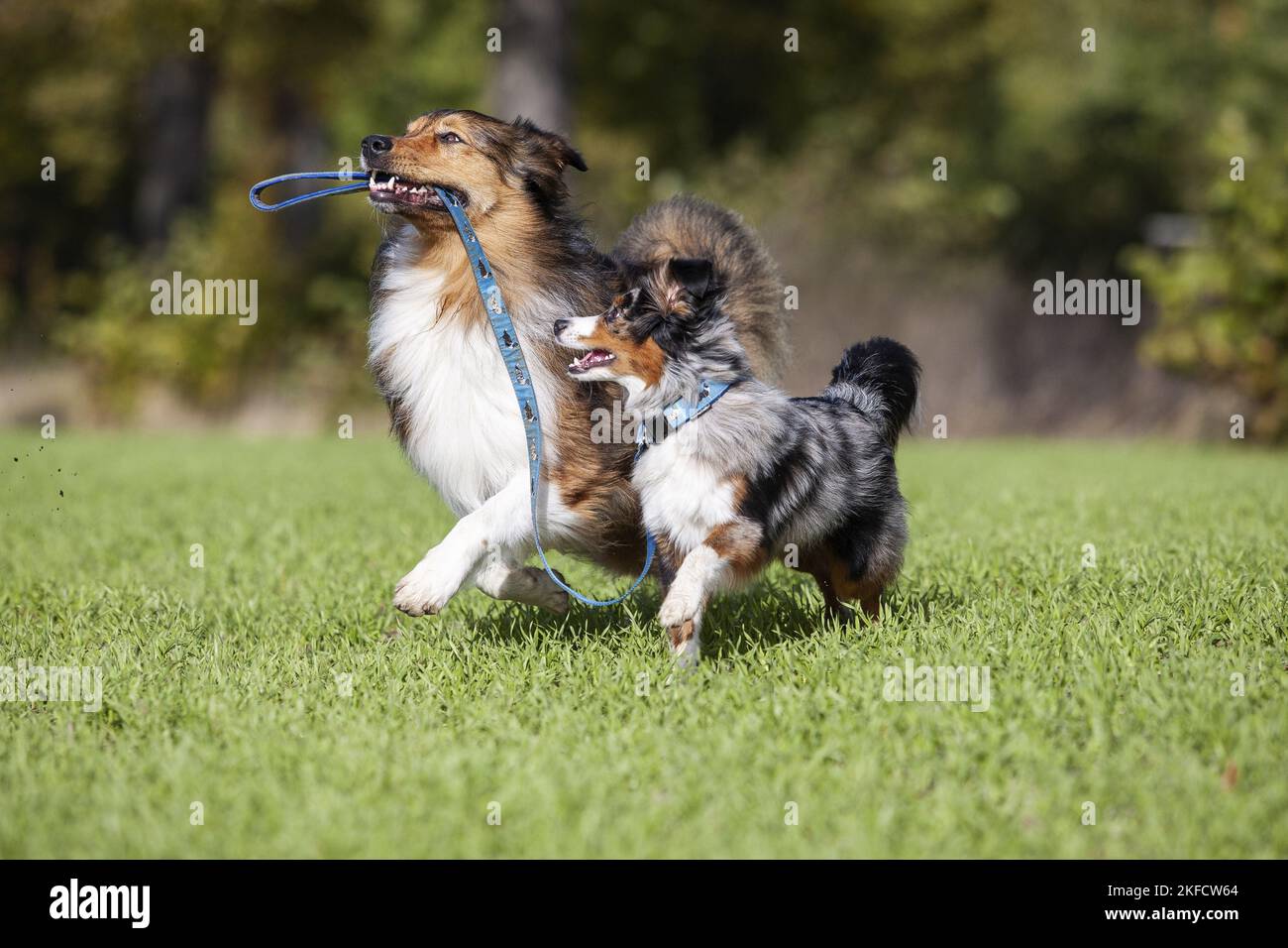 Australian-Shepherd-Mongrel und Miniature Australian Shepherd Stockfoto