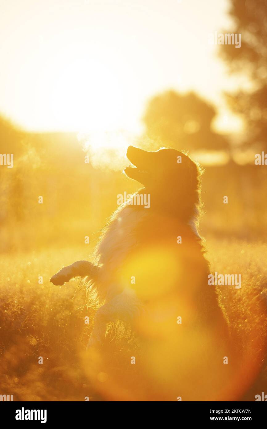 Sitzender Australier-Schäferhund-Mongrel Stockfoto