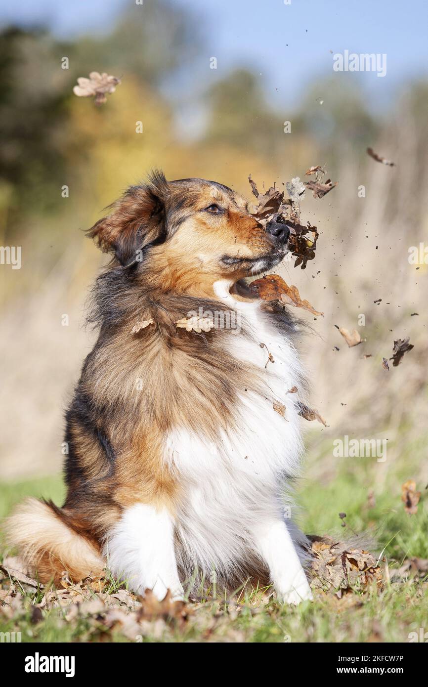 Sitzender Australier-Schäferhund-Mongrel Stockfoto