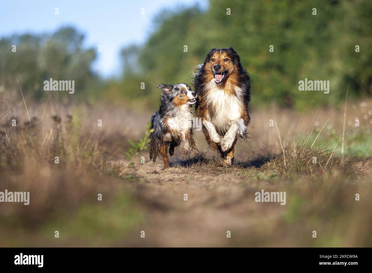 Australian-Shepherd-Mongrel und Miniature Australian Shepherd Stockfoto