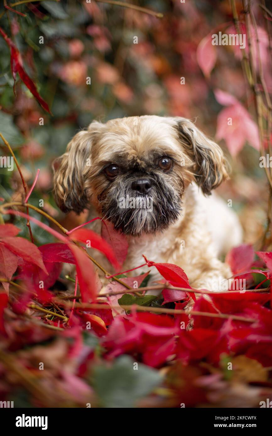 Shih Tzu zwischen roten Weinblättern Stockfoto