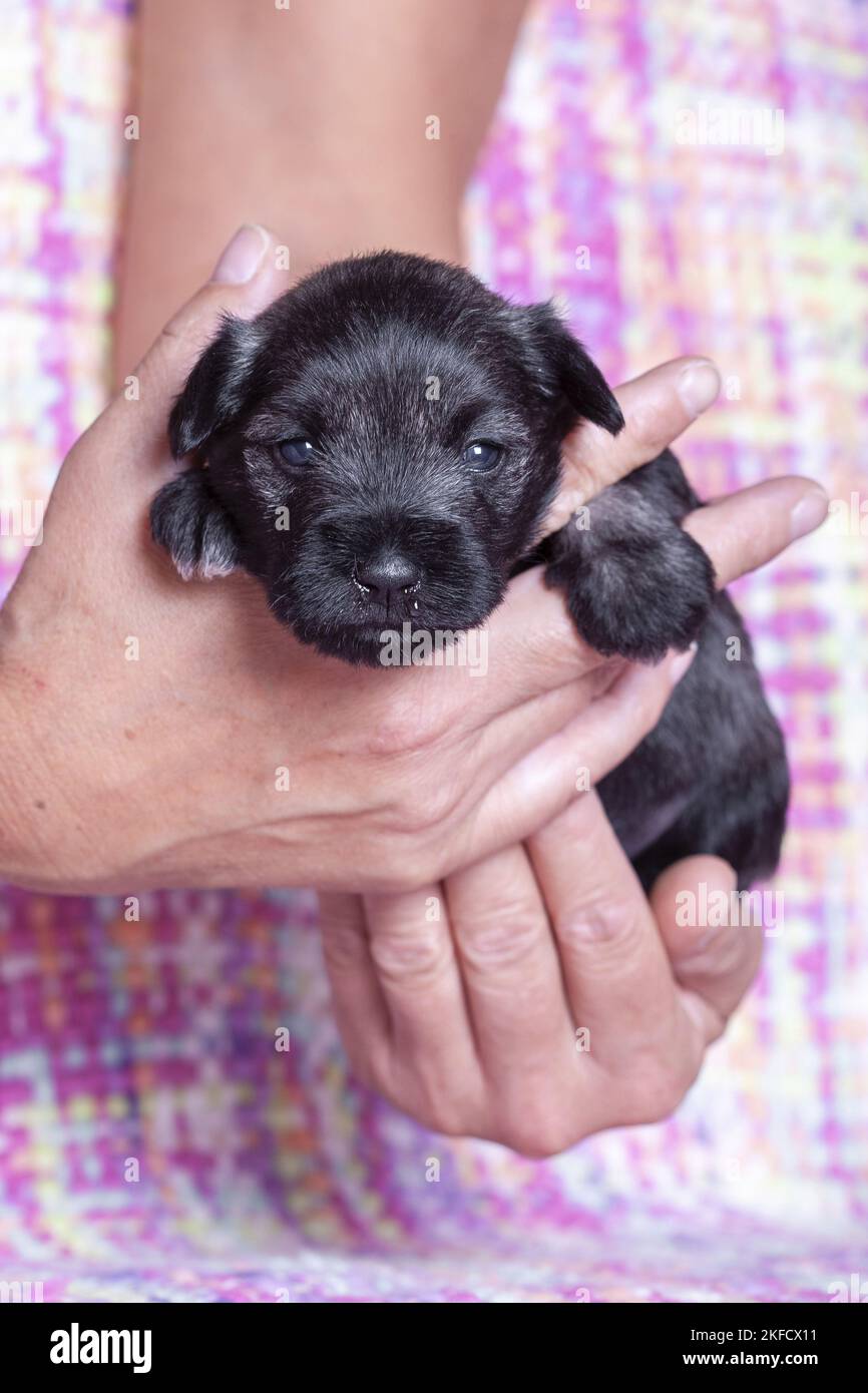 3 Wochen alter Zwergschnauzer Stockfoto