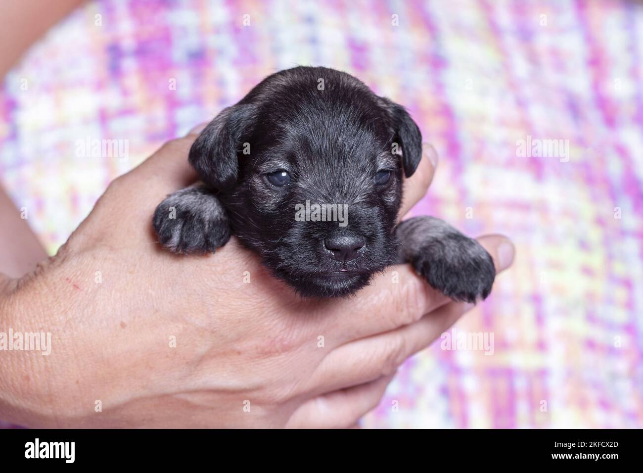 3 Wochen alter Zwergschnauzer Stockfoto