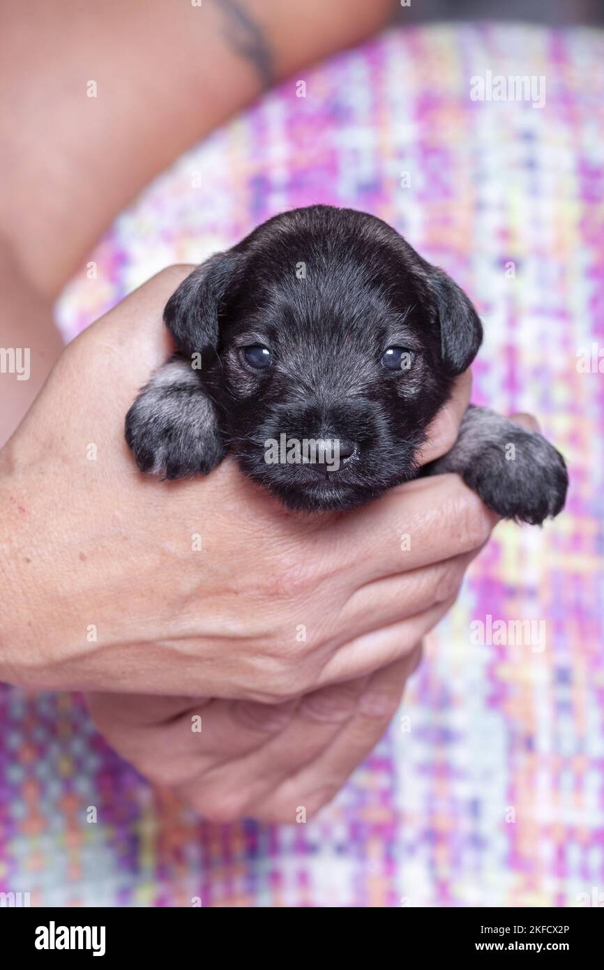 3 Wochen alter Zwergschnauzer Stockfoto