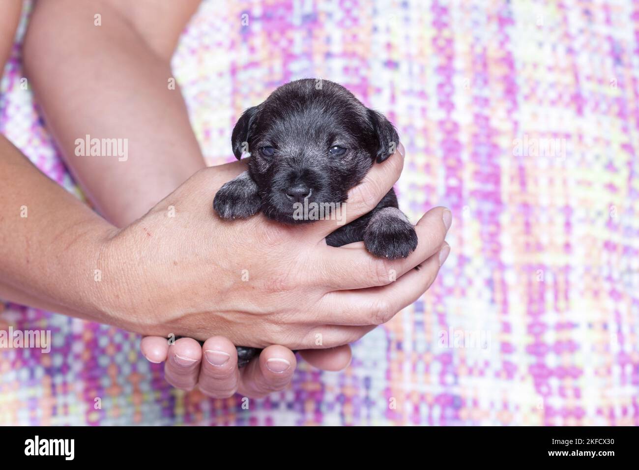 3 Wochen alter Zwergschnauzer Stockfoto
