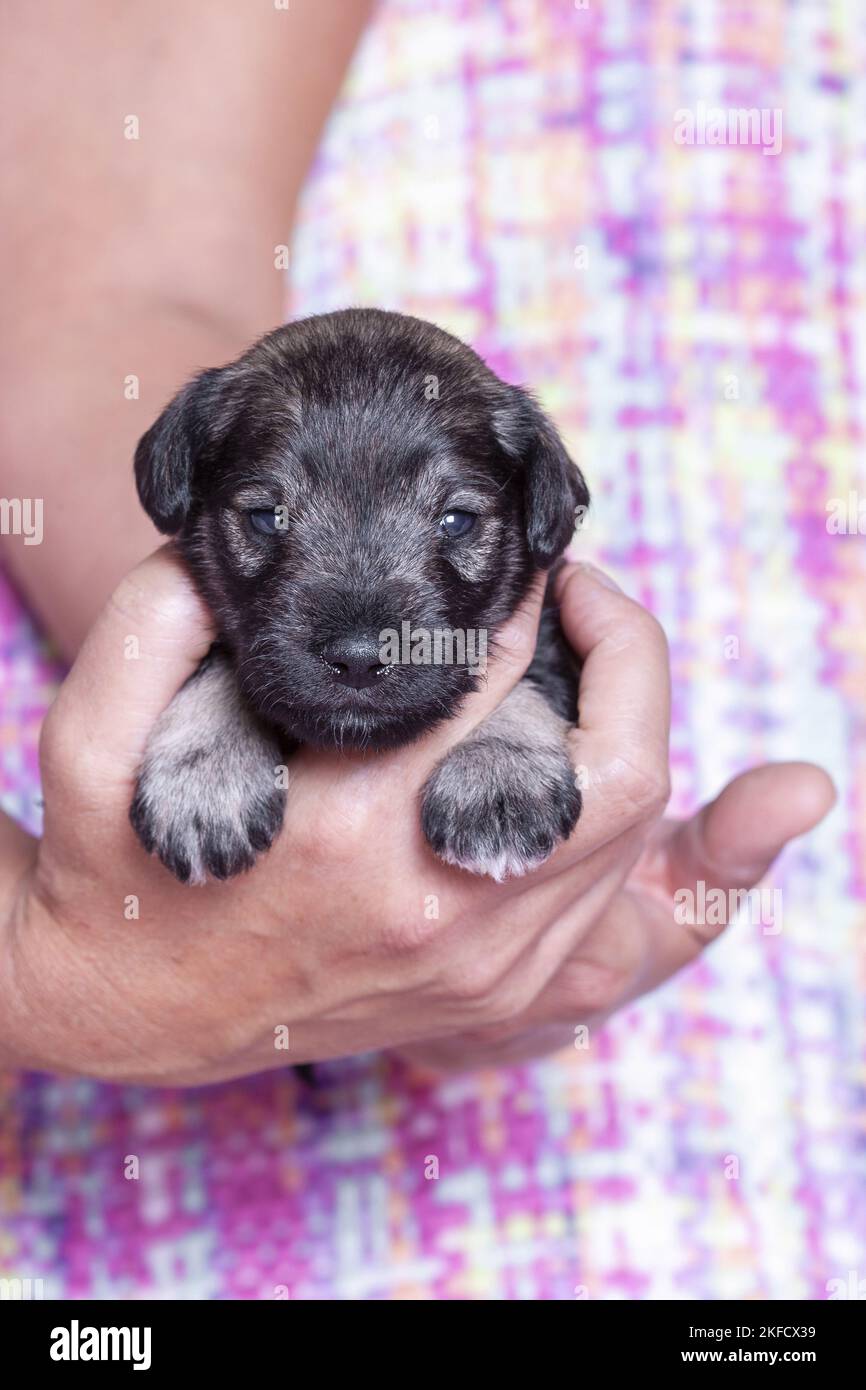 3 Wochen alter Zwergschnauzer Stockfoto