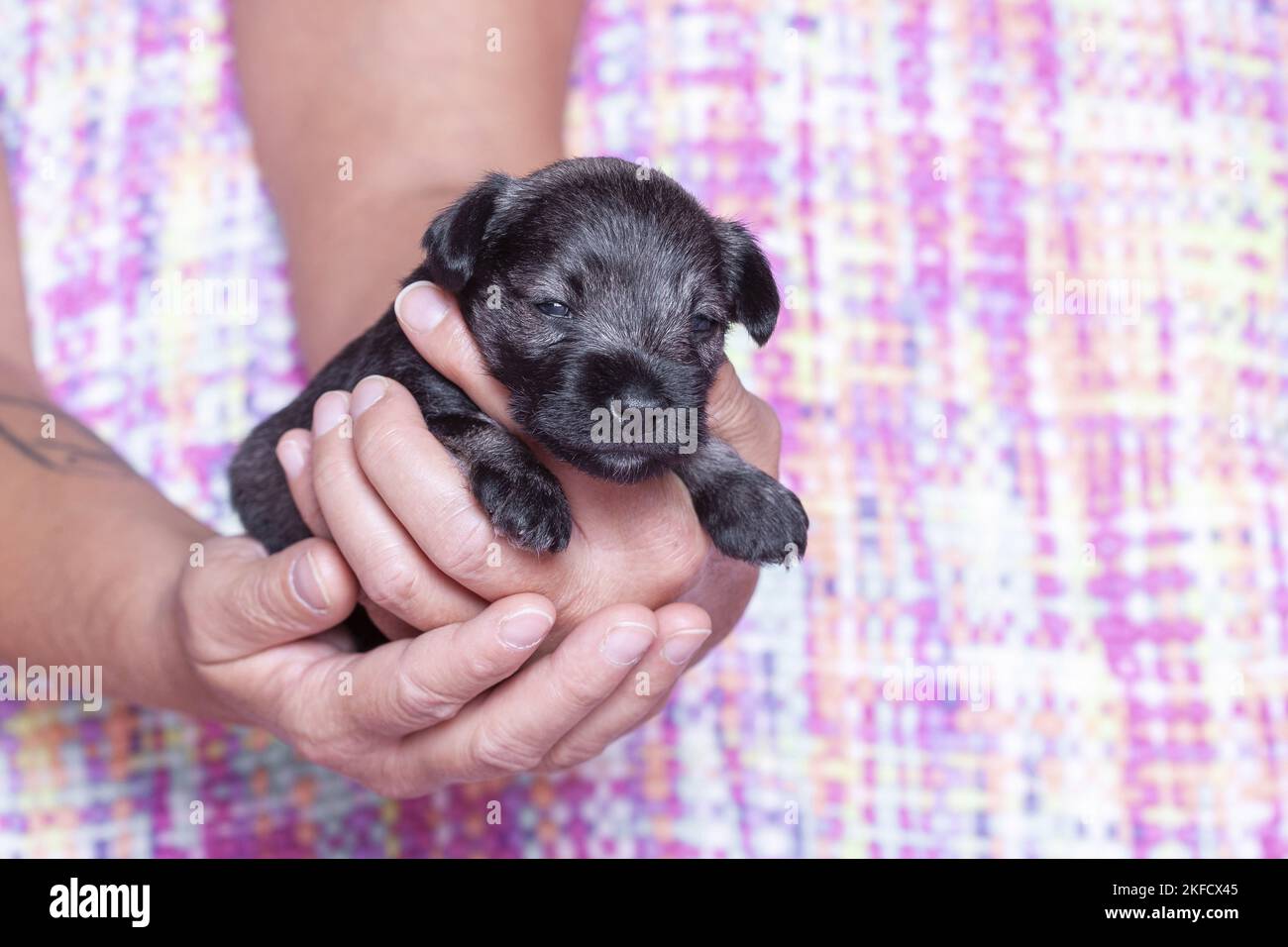 3 Wochen alter Zwergschnauzer Stockfoto