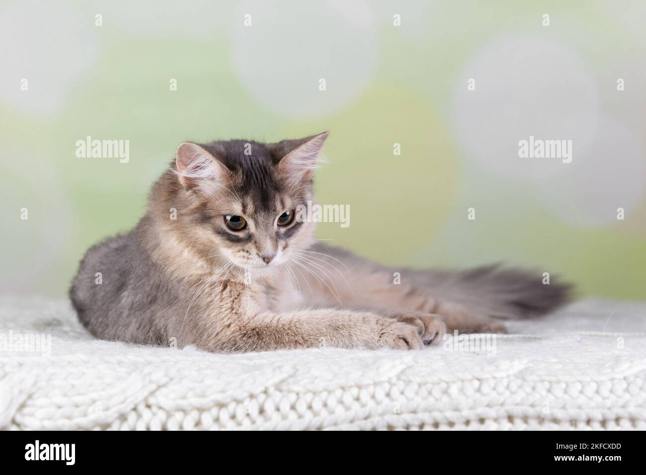 Somali-Katze Stockfoto