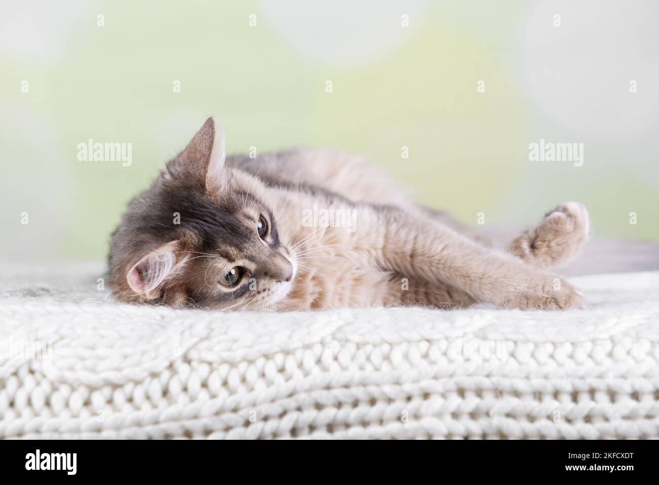 Somali-Katze Stockfoto