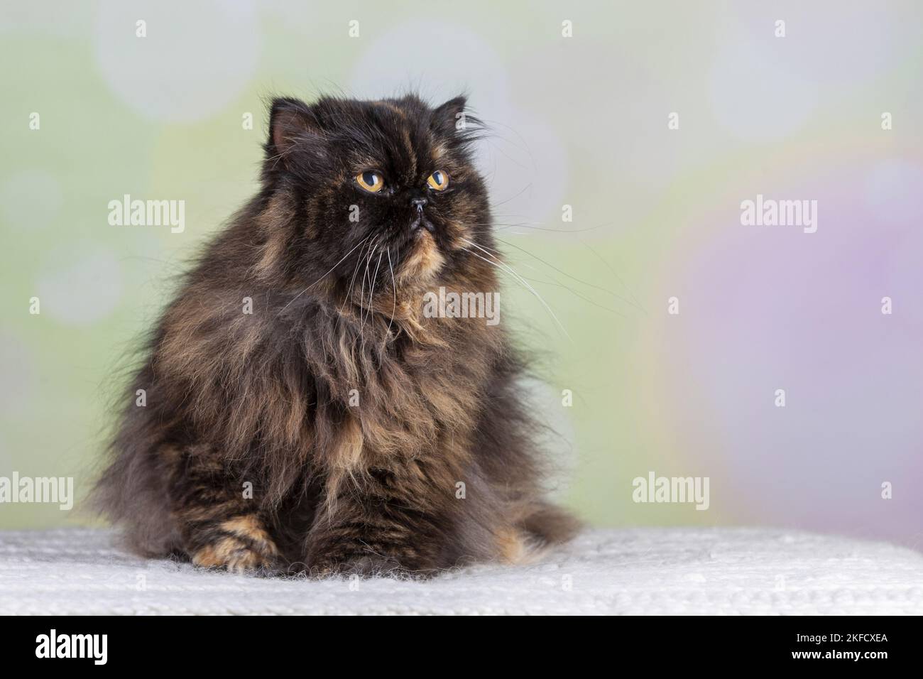 Perserkatze Stockfoto
