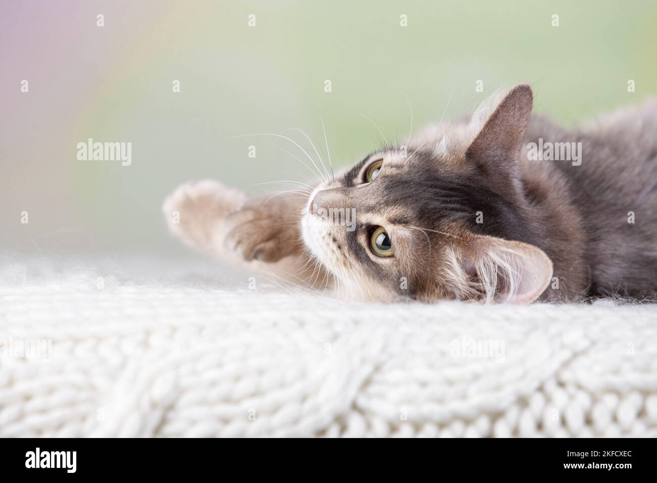 Somali-Katze Stockfoto