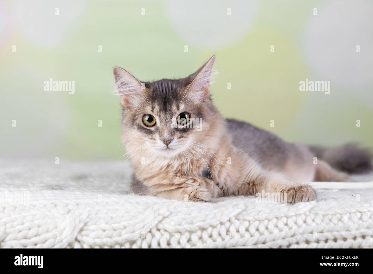 Somali-Katze Stockfoto