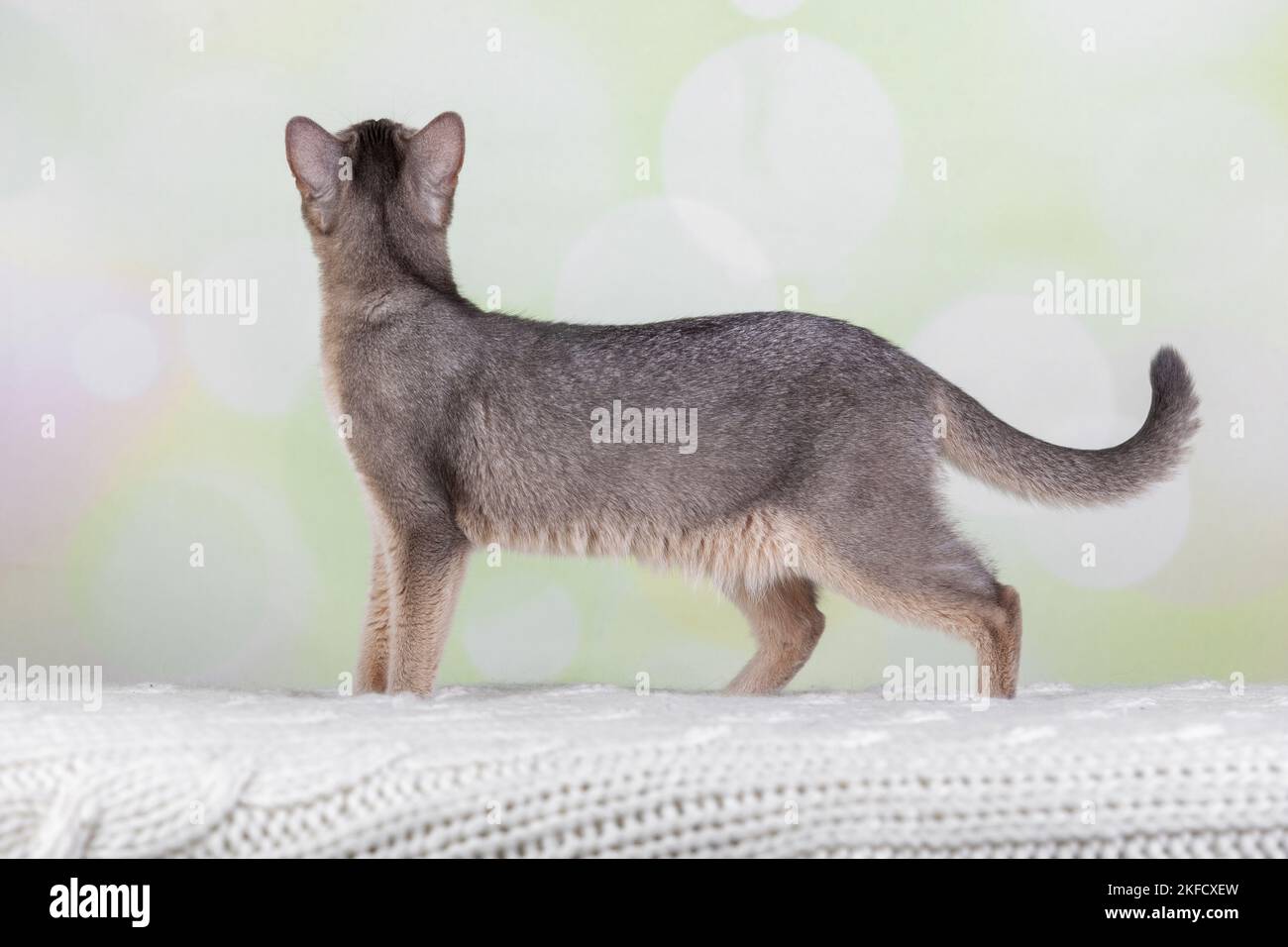 Abessinier Stockfoto