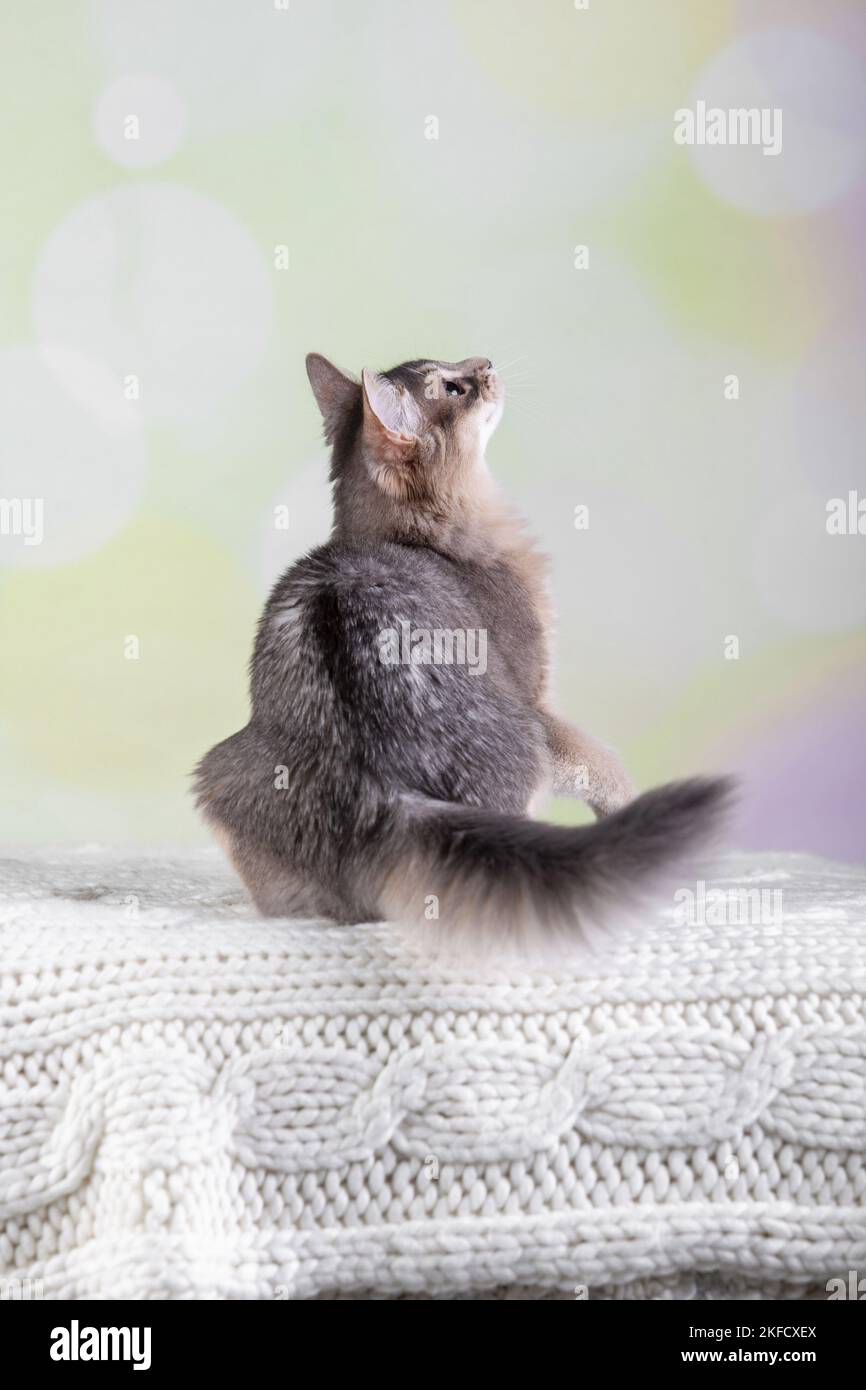 Somali-Katze Stockfoto