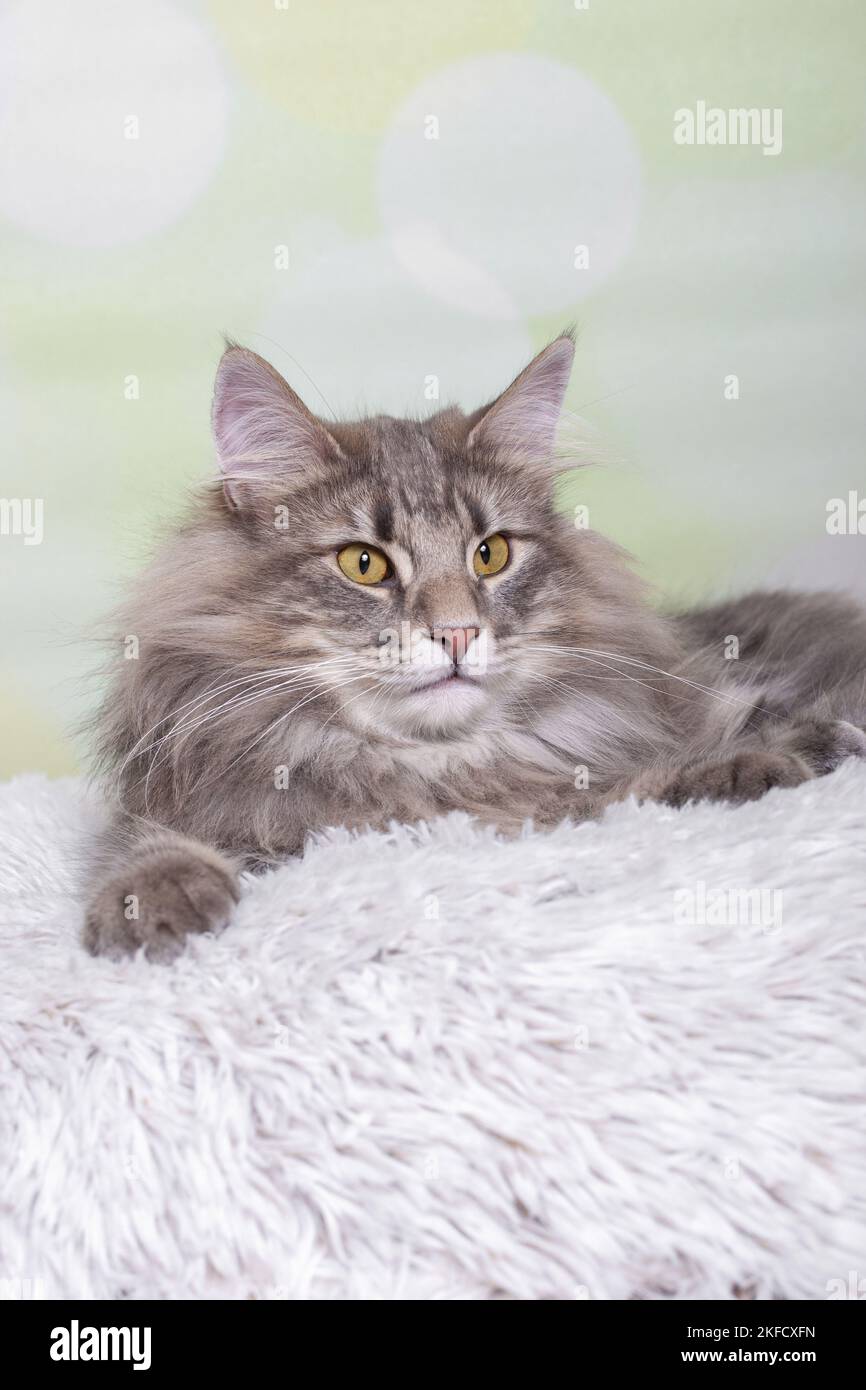Norwegische Waldkatze Stockfoto