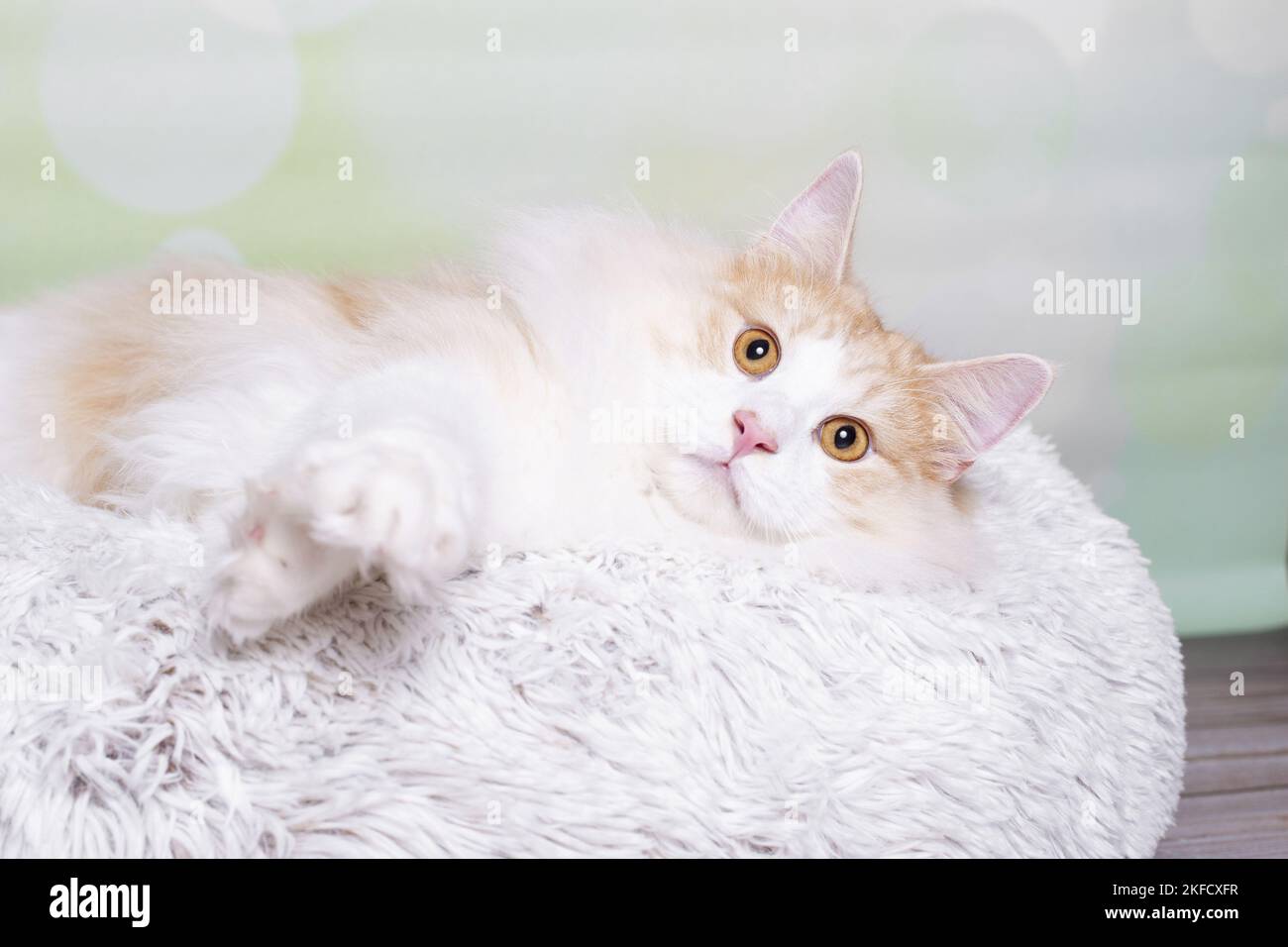 Norwegische Waldkatze Stockfoto