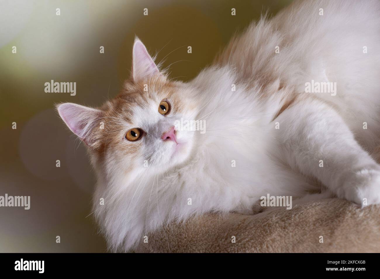 Norwegische Waldkatze Stockfoto