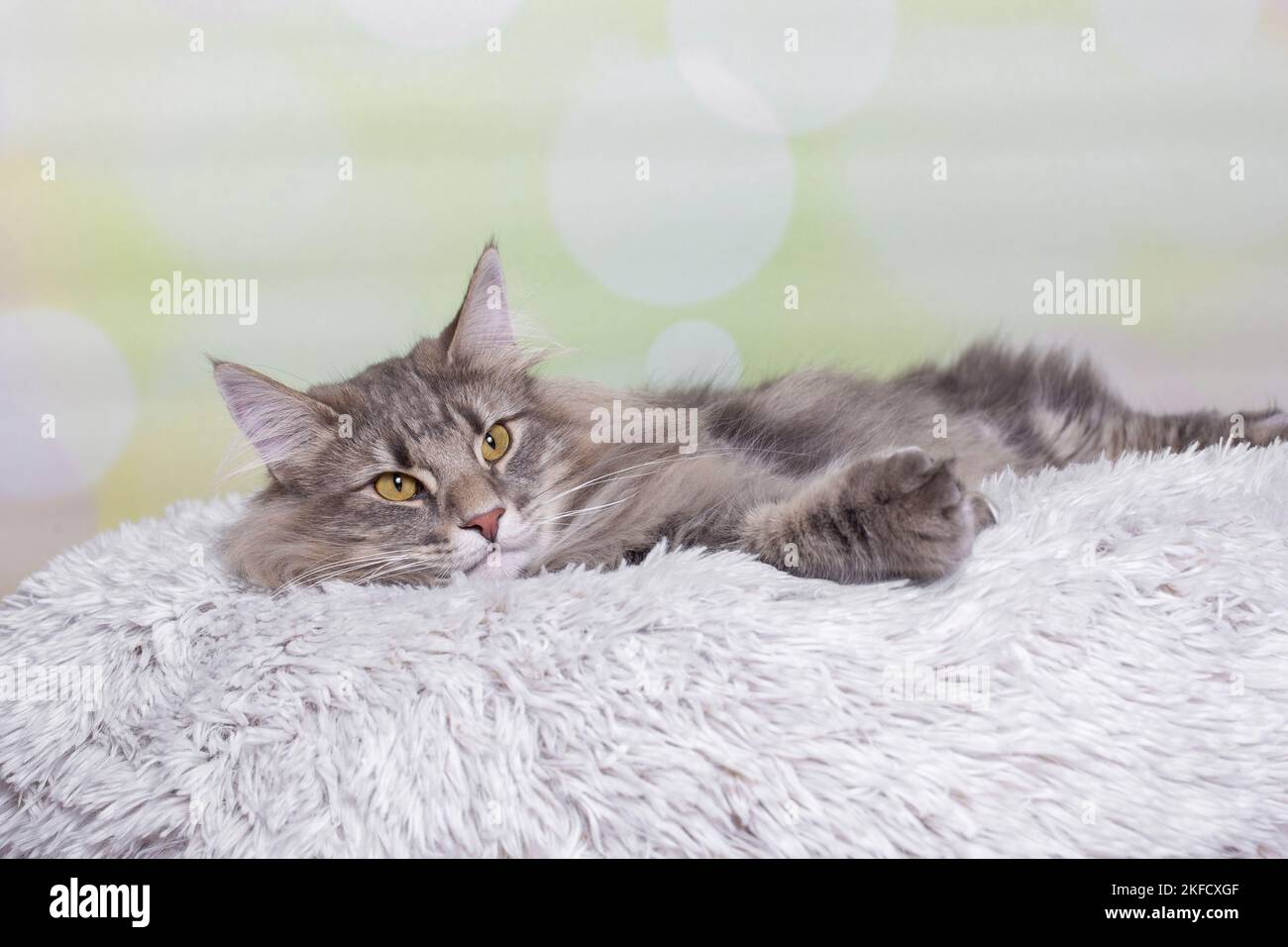 Norwegische Waldkatze Stockfoto