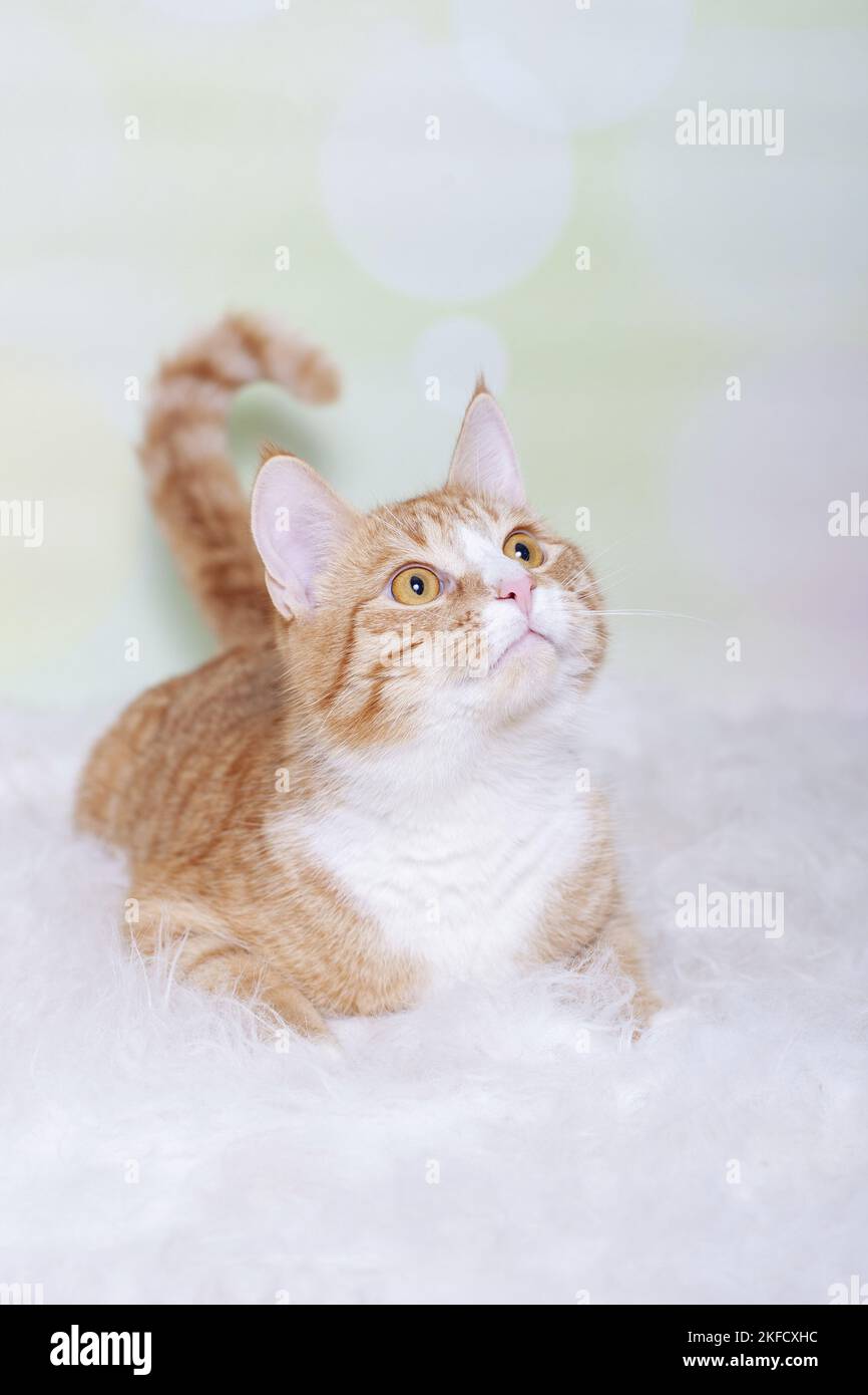 Rot-weiße Katze Stockfoto