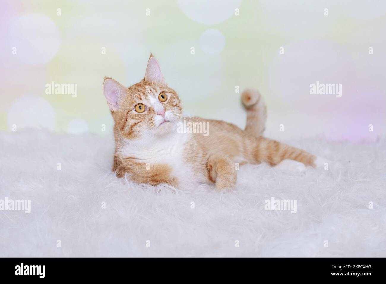 Rot-weiße Katze Stockfoto