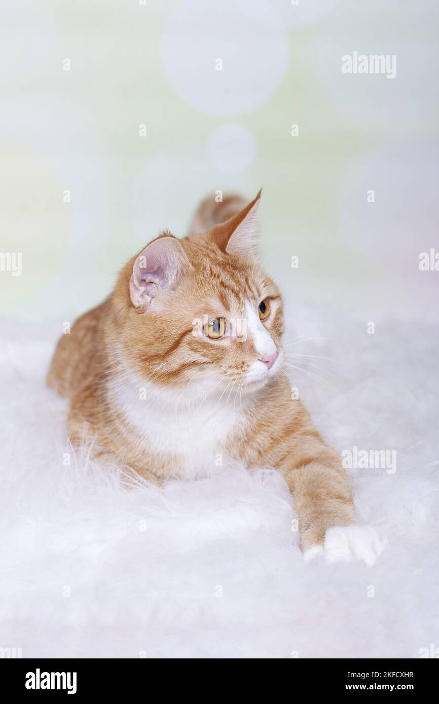 Rot-weiße Katze Stockfoto