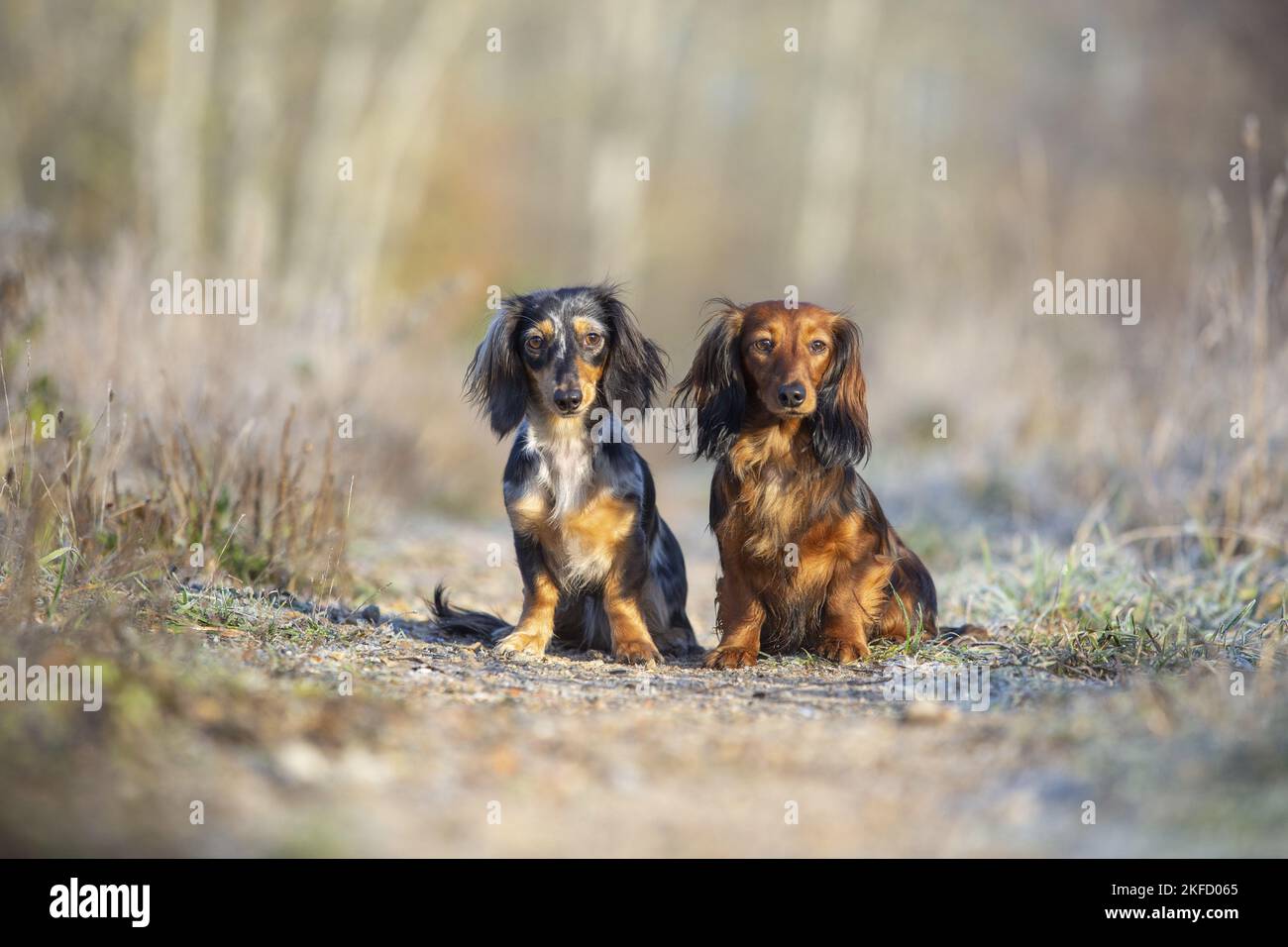Sitzender Hase Dackel Stockfoto