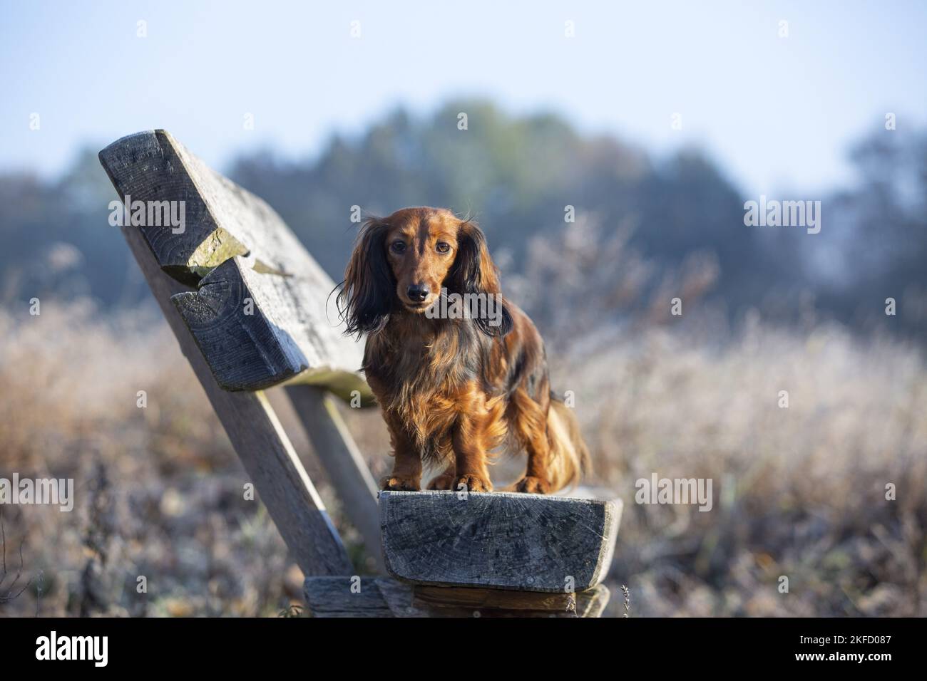 Stehender Hase Dachshund Stockfoto