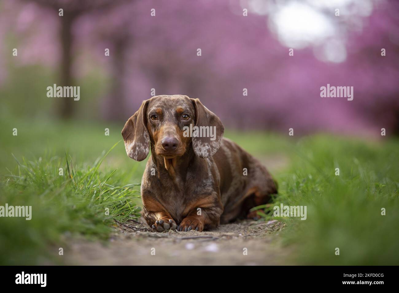 Dackel liegend Stockfoto