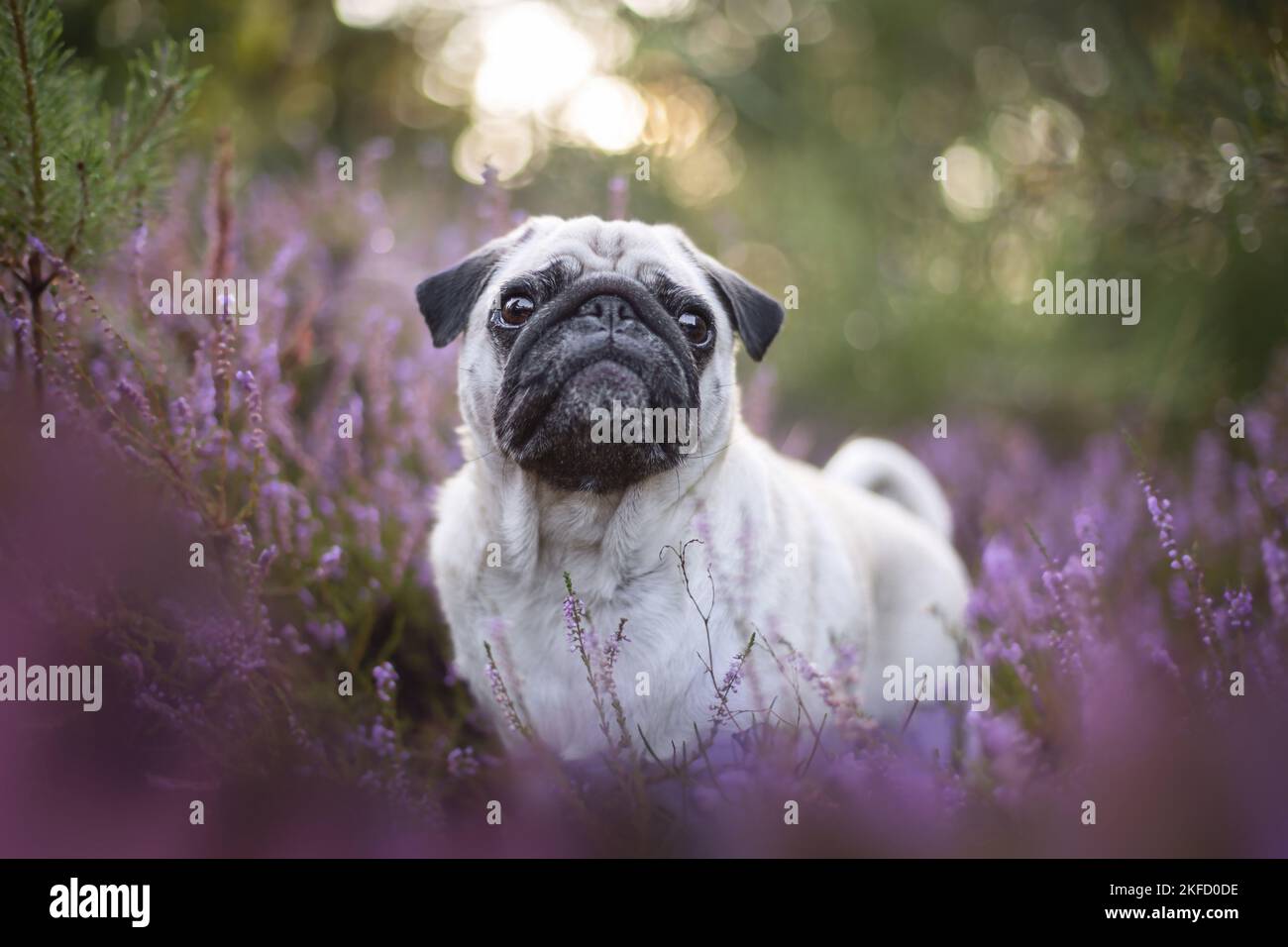 Mog in der Heide Stockfoto