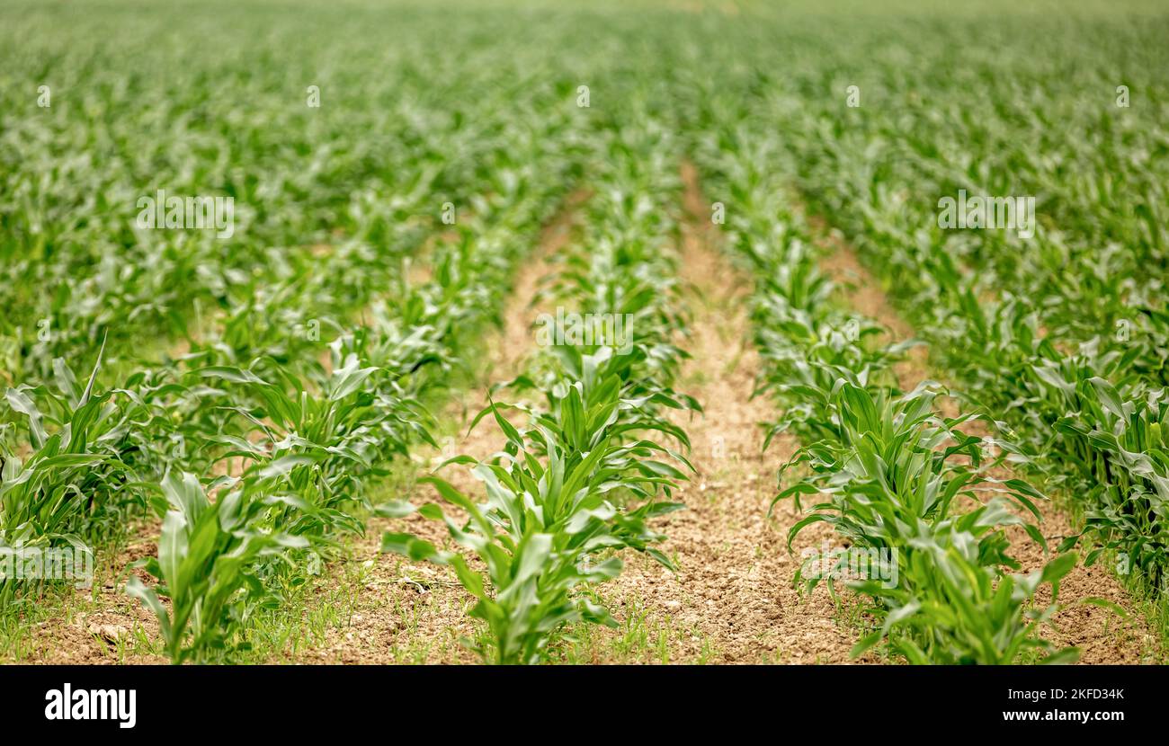 Detailbild eines in Reihen gepflanzten jungen Maises Stockfoto