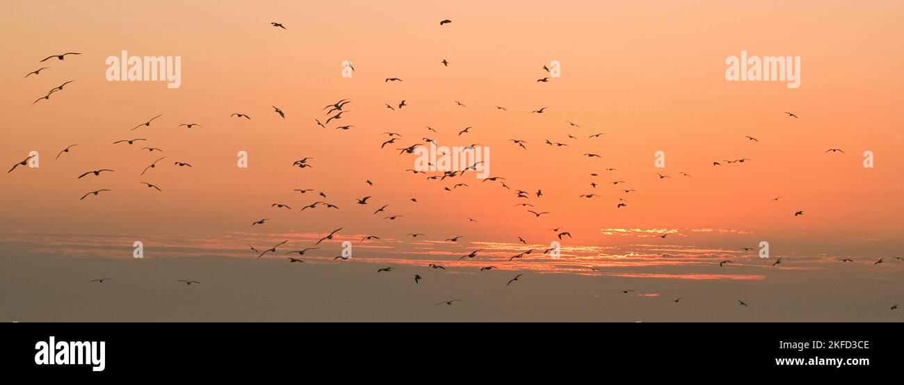 Sonnenuntergang im Spätsommer über Skomer Island und Mew Stone, Küste von Pembrokeshire westlich von Marloes Pembrokeshire Coast National Park (National Trust) Stockfoto