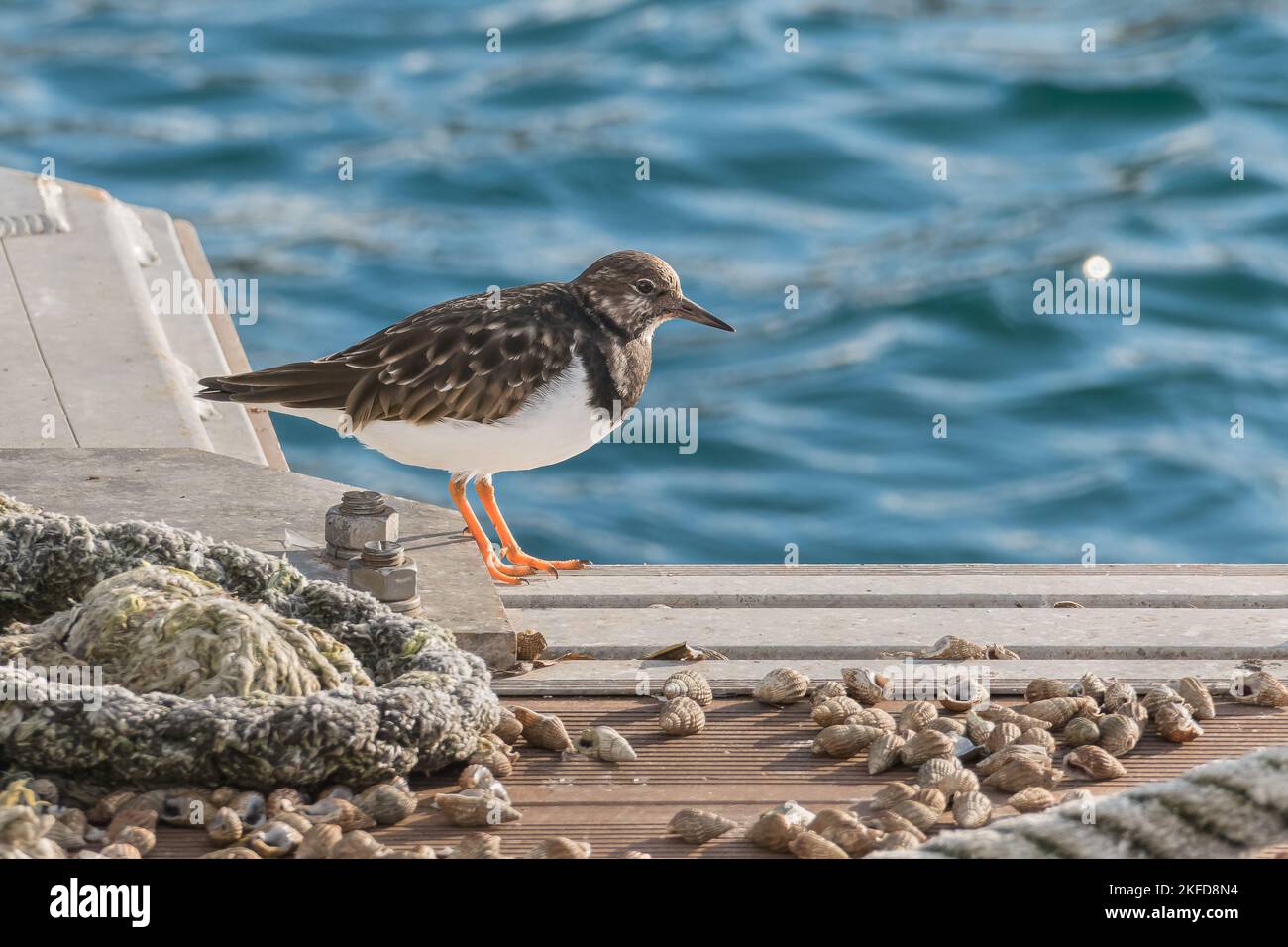 Erwachsene Arenaria interpes Vogel auf schwimmenden Dock im Sommer mit Sonnenlicht thront Stockfoto