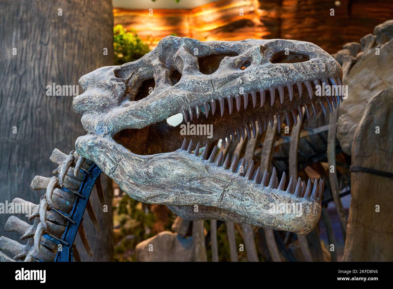 Dinosaurier-Fossilien aus der Nähe in der Antike Stockfotografie - Alamy