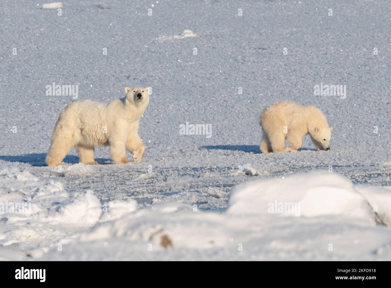 Churchill Eisbär Stockfoto