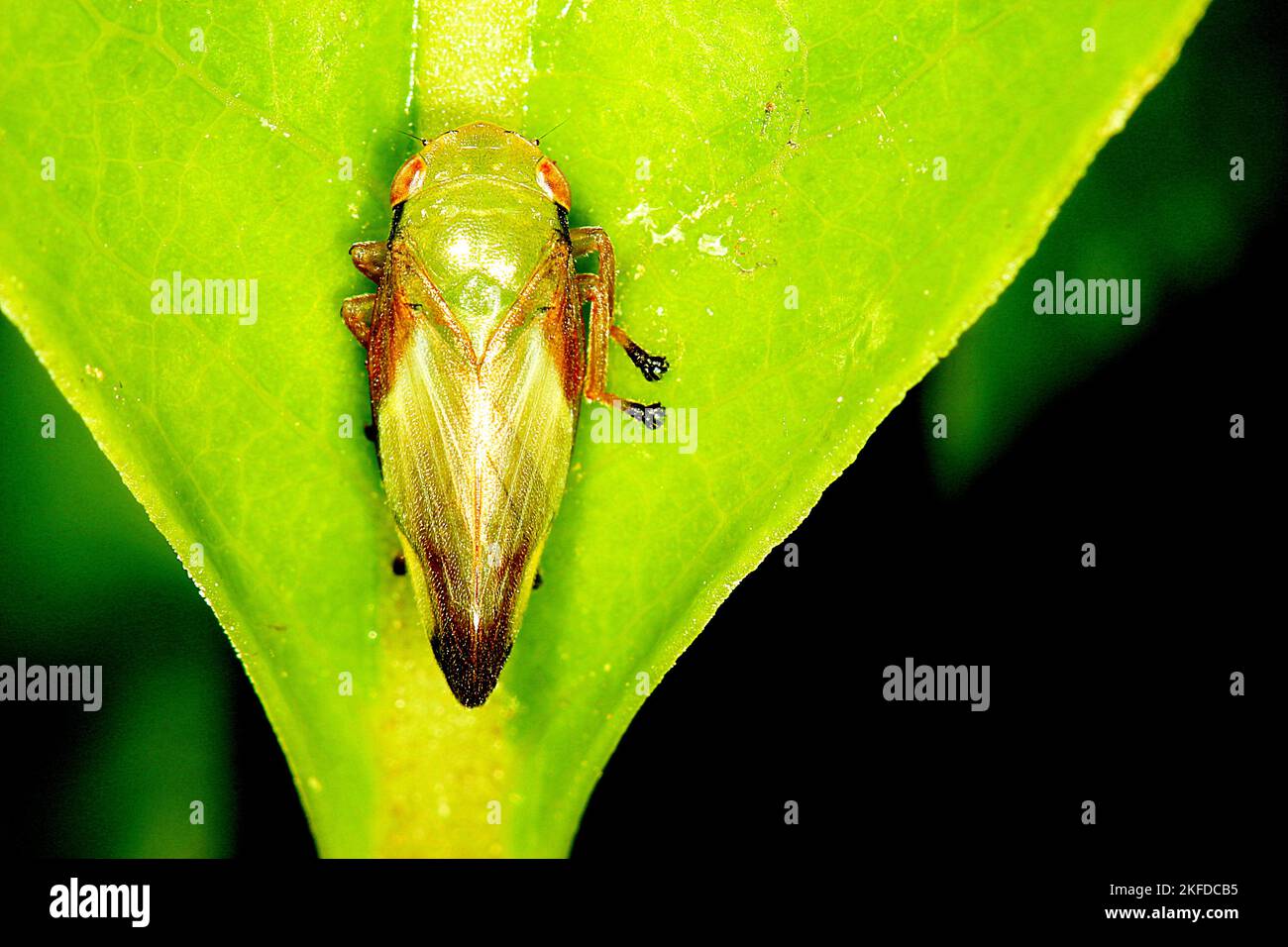 Waldspittlebug (Philaenus sp.) Stockfoto