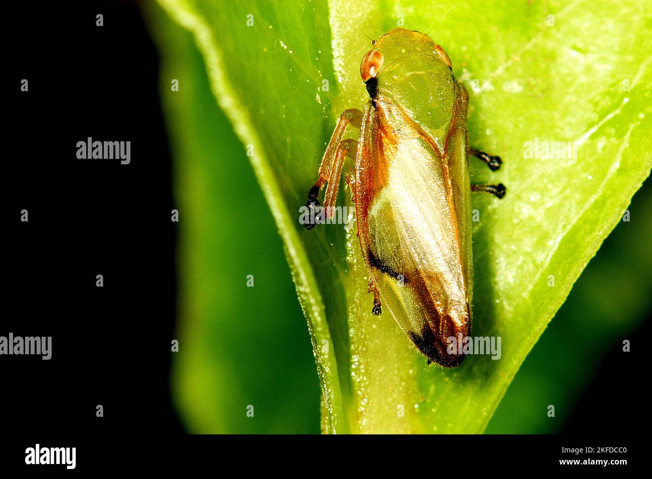 Waldspittlebug (Philaenus sp.) Stockfoto