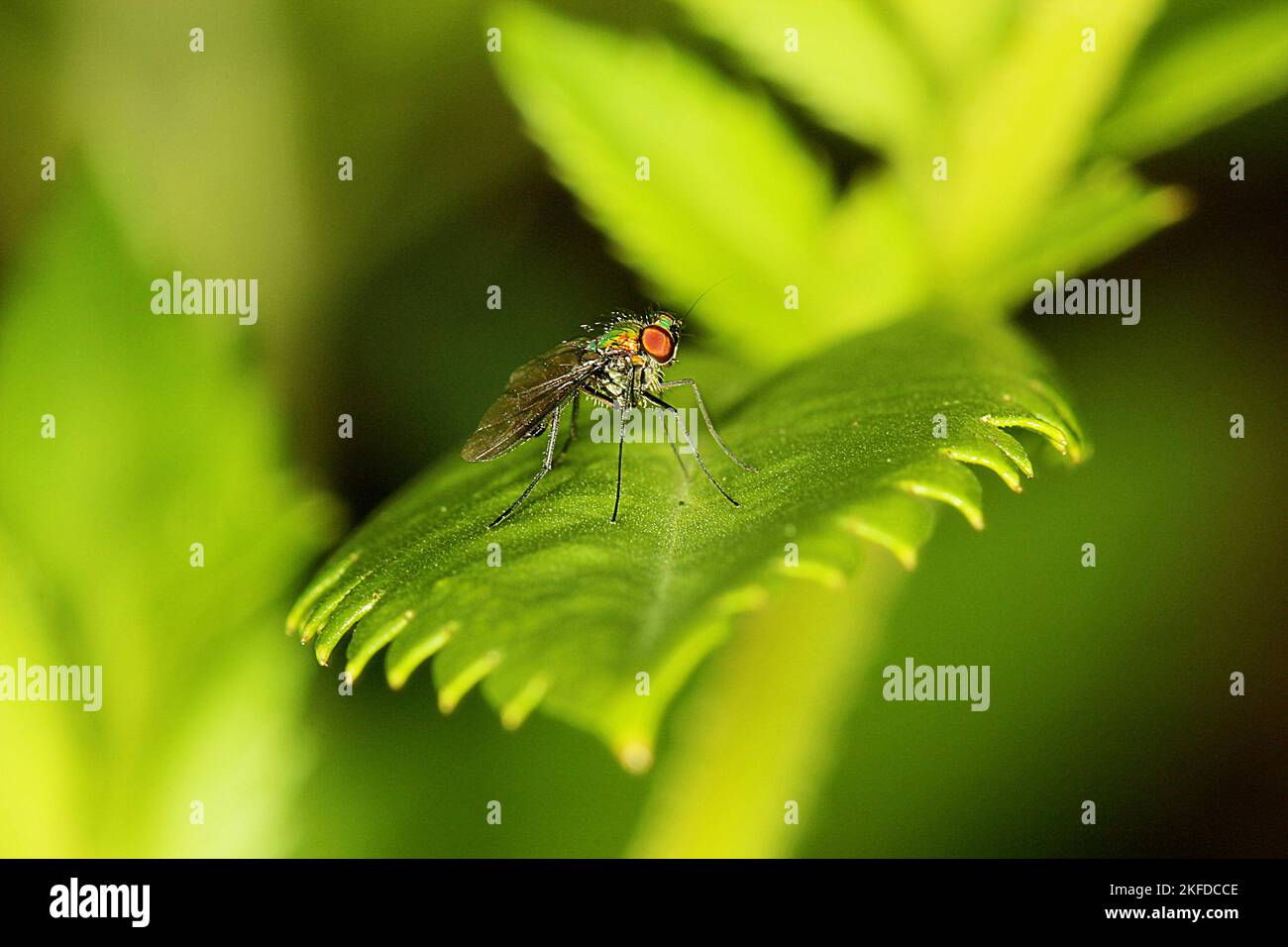 Langbeinige grüne Fliege (Parentia sp.) Stockfoto