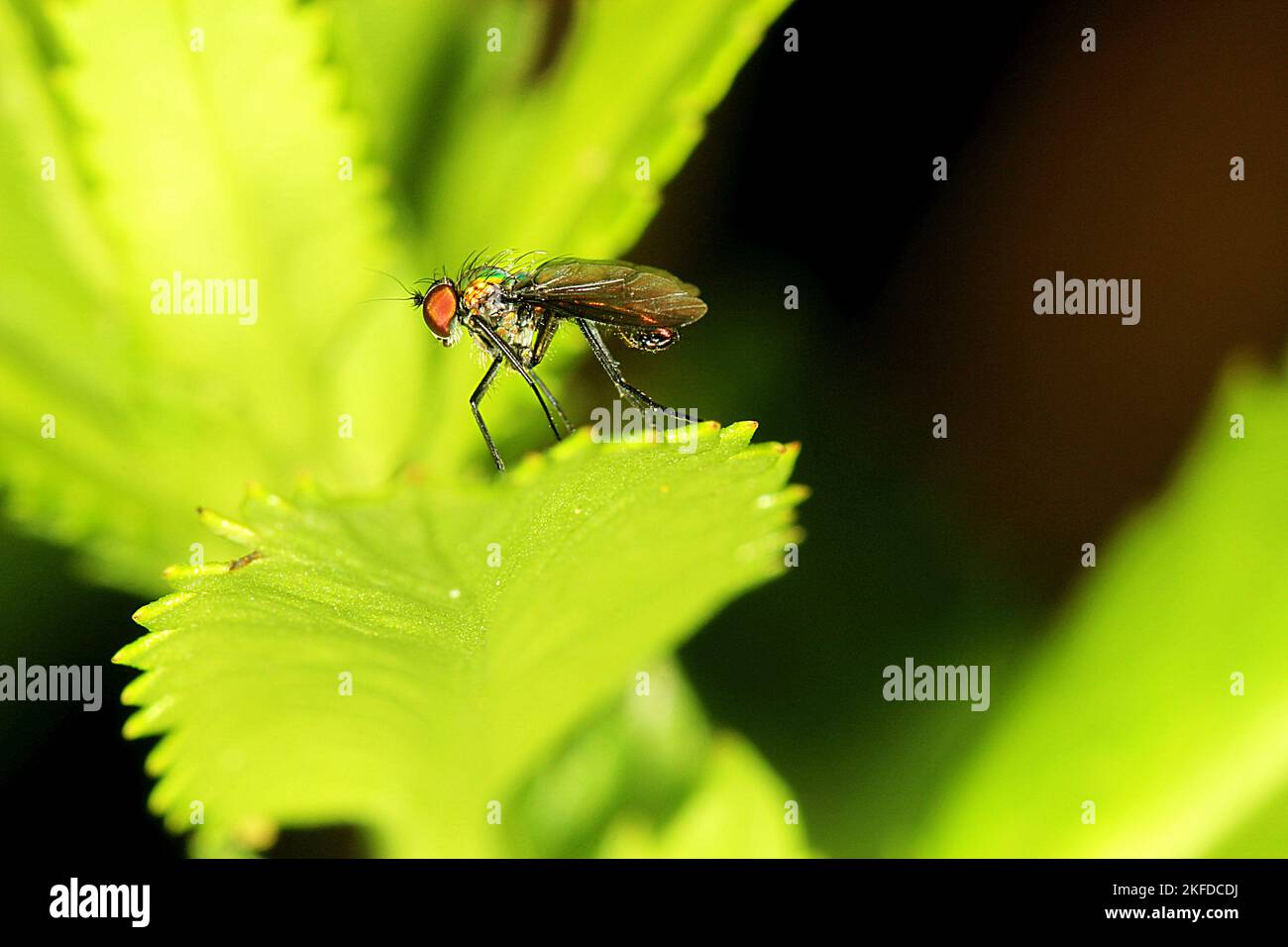 Langbeinige grüne Fliege (Parentia sp.) Stockfoto