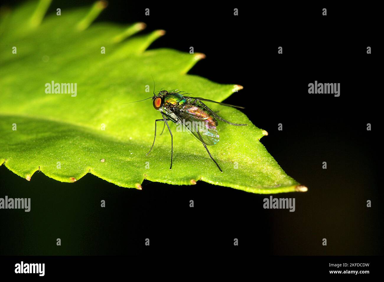 Langbeinige grüne Fliege (Parentia sp.) Stockfoto