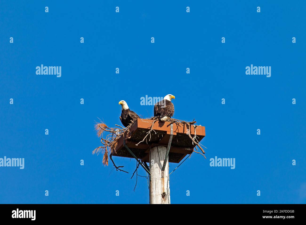 Amerikanische Weißkopfseeadler, die über einem Nest einen Pfosten oben beobachten. Elemente dieses Bildes, die von der NASA eingerichtet wurden. Stockfoto