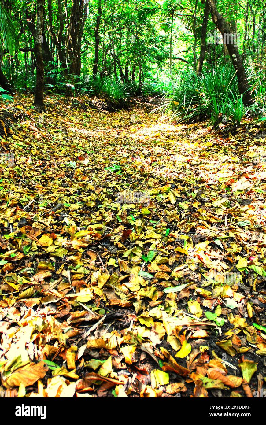 Ein mit gefallenen Blättern bedeckter Regenwald-Pfad im Ujung Kulon National Park, Pandeglang, Banten, Indonesien. Stockfoto