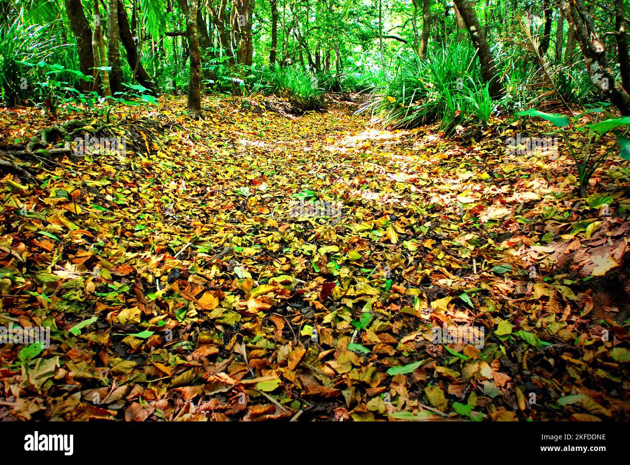 Ein mit gefallenen Blättern bedeckter Regenwald-Pfad im Ujung Kulon National Park, Pandeglang, Banten, Indonesien. Stockfoto